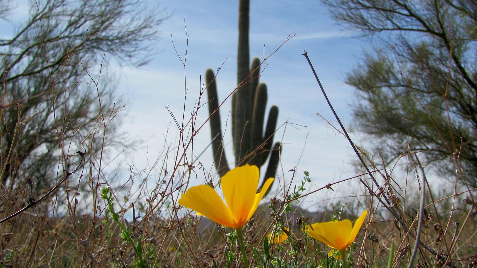Photos: Saguaro National Park through the years